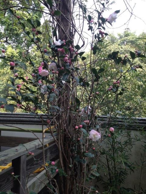 花花草草心花怒放