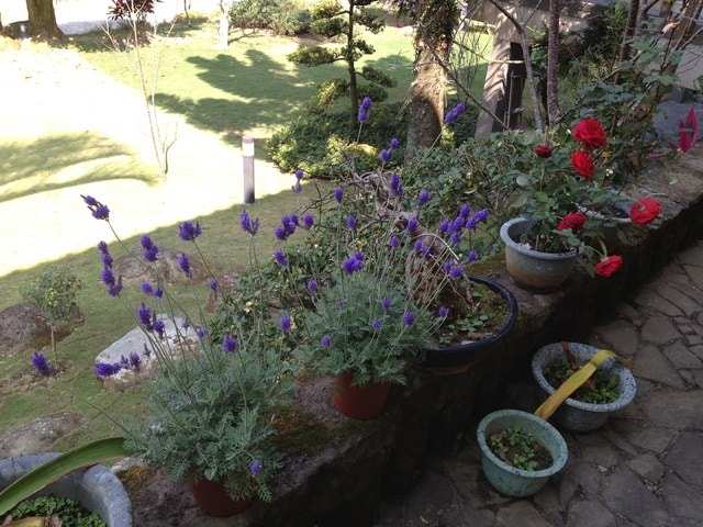 花花草草心花怒放