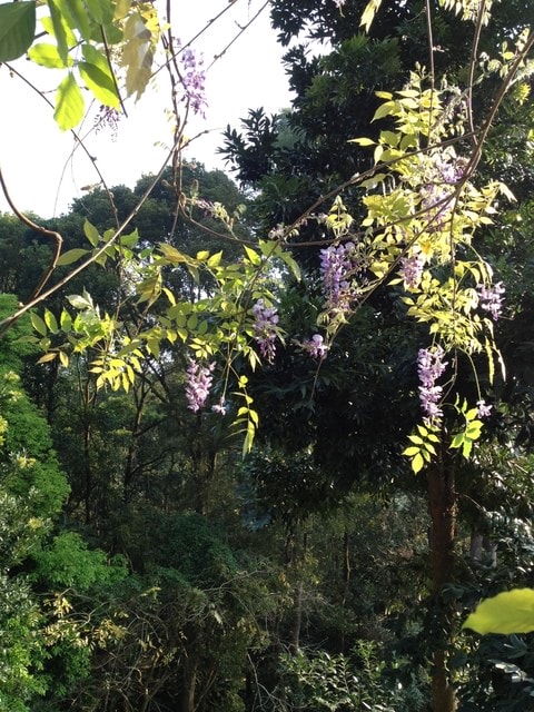 紫藤花開心歡喜