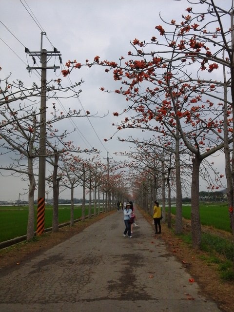 木棉花道＆寫意生活（2014.3、4月）