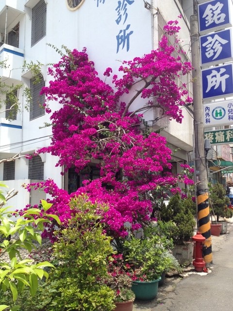 老家的九重葛依舊盛開