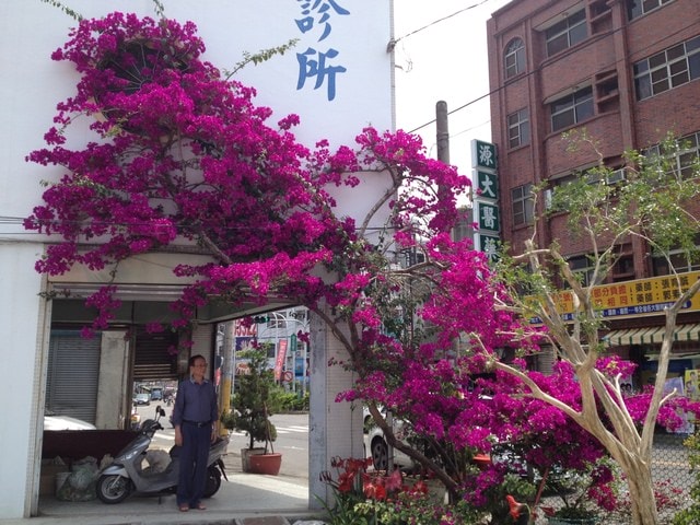 老家的九重葛依舊盛開