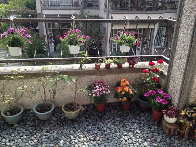 2015年的花花草草篇