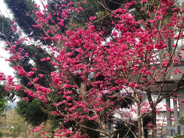 2015年的花花草草篇