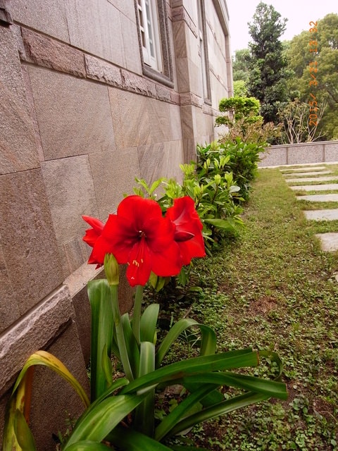 2015年的花花草草篇