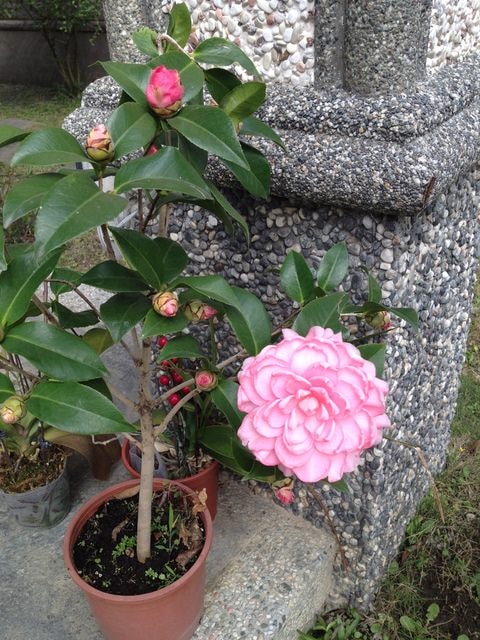 2015年的花花草草篇