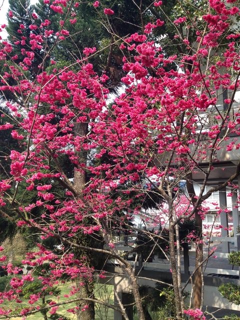 2015年的花花草草篇