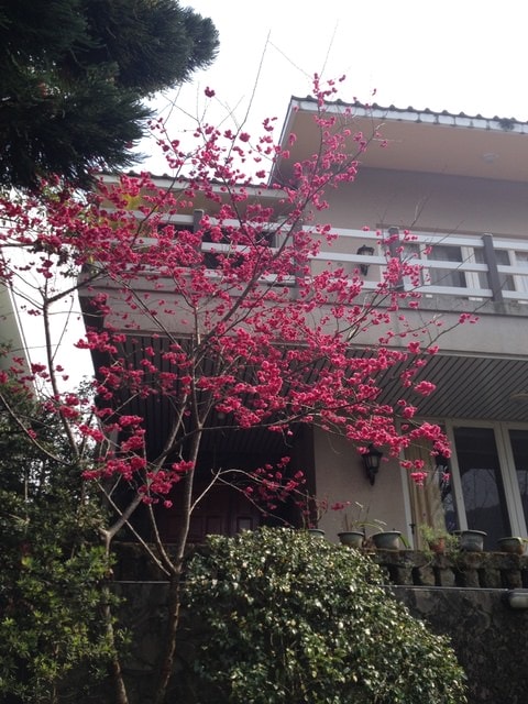 2015年的花花草草篇
