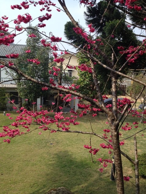 2015年的花花草草篇