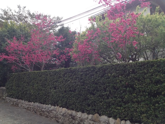 2015年的花花草草篇