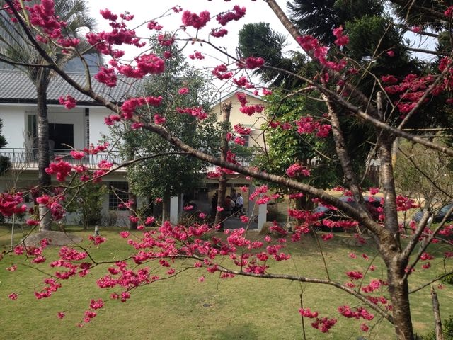 2015年的花花草草篇