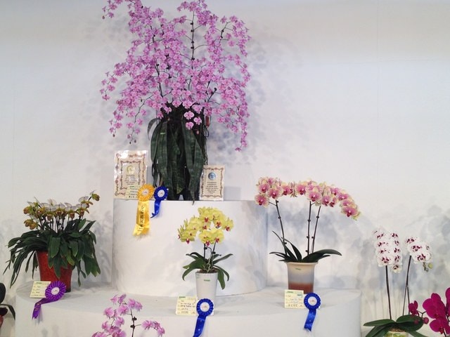 暌違多年的台灣國際蘭展（2015.3.9）