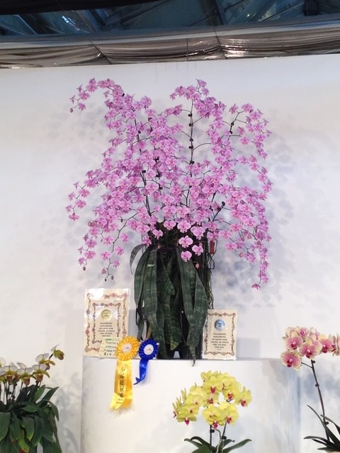 暌違多年的台灣國際蘭展（2015.3.9）