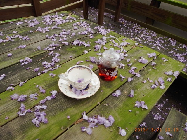 2015年的紫藤花