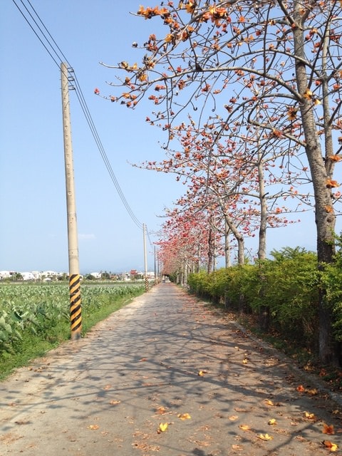 2015年白河木棉花道