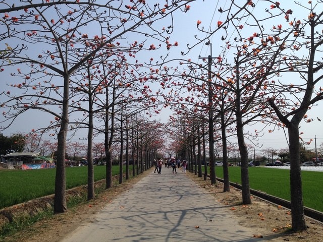 2015年白河木棉花道