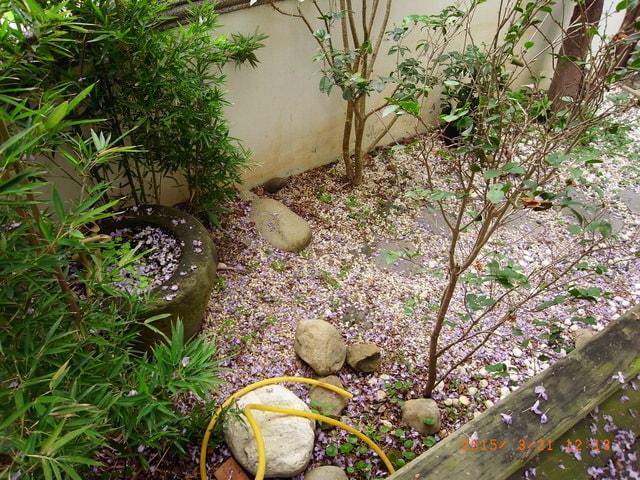 2015年的紫藤花