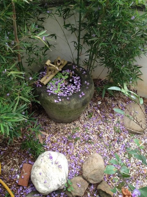 2015年的紫藤花