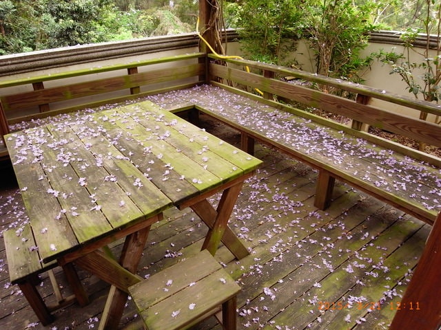 2015年的紫藤花