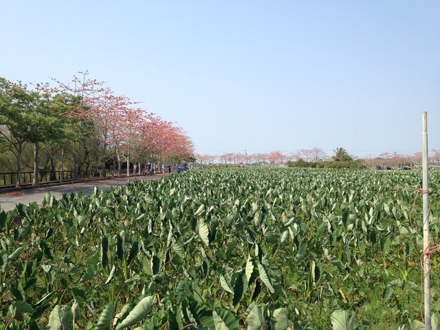 2015年白河木棉花道
