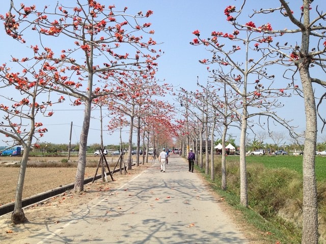 2015年白河木棉花道