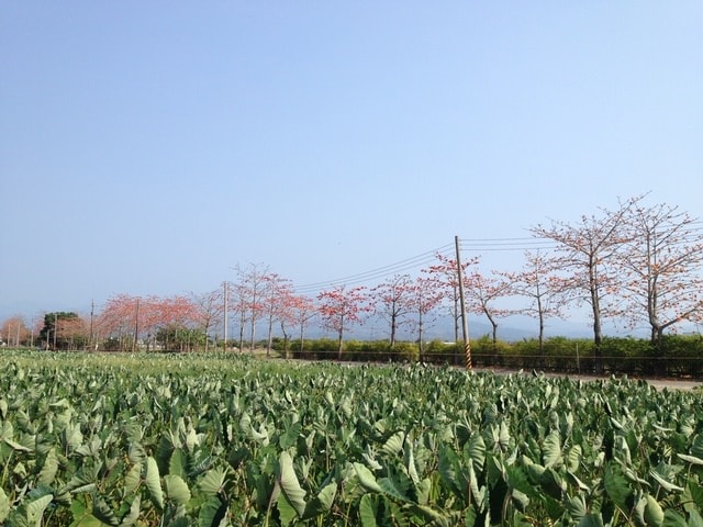 2015年白河木棉花道