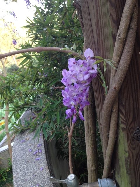 2015年的紫藤花