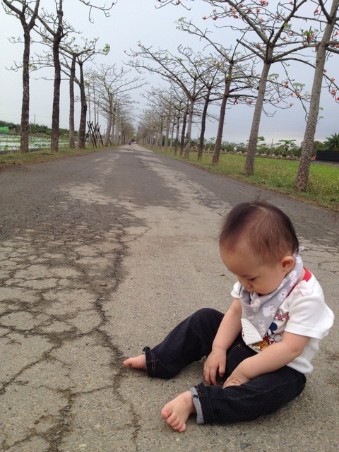 2015年白河木棉花道