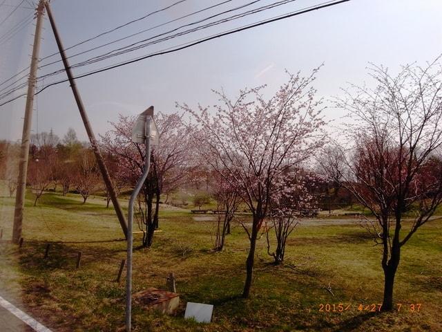 東北賞「落」櫻行（2015.4.26-30）第二天