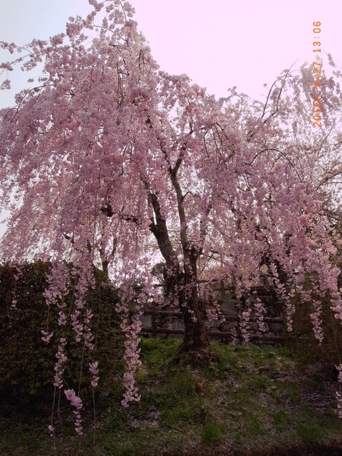 東北賞「落」櫻行（2015.4.26-30）第二天