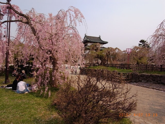 東北賞「落」櫻行（2015.4.26-30）第二天