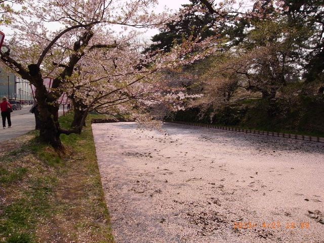 東北賞「落」櫻行（2015.4.26-30）第二天