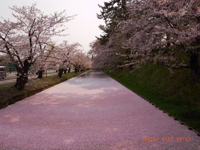 東北賞「落」櫻行（2015.4.26-30）第二天