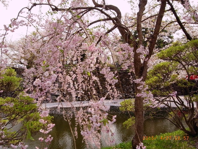 東北賞「落」櫻行（2015.4.26-30）第二天