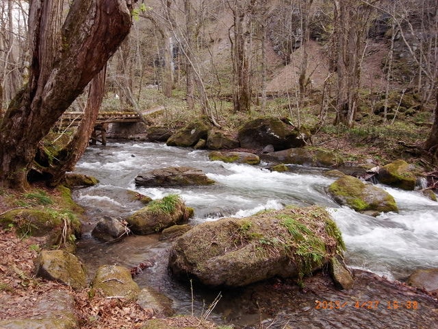 東北賞「落」櫻行（2015.4.26-30）第二天