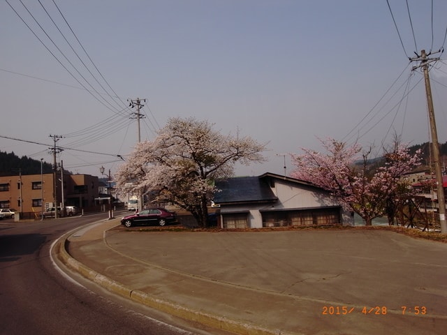 東北賞「落」櫻行第三天（2015.4.26-30）