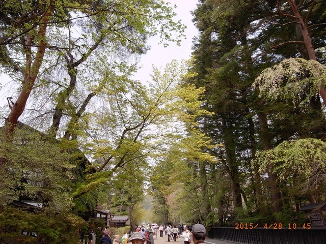東北賞「落」櫻行第三天（2015.4.26-30）
