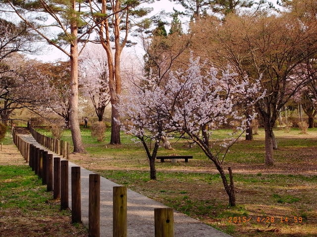 東北賞「落」櫻行第三天（2015.4.26-30）