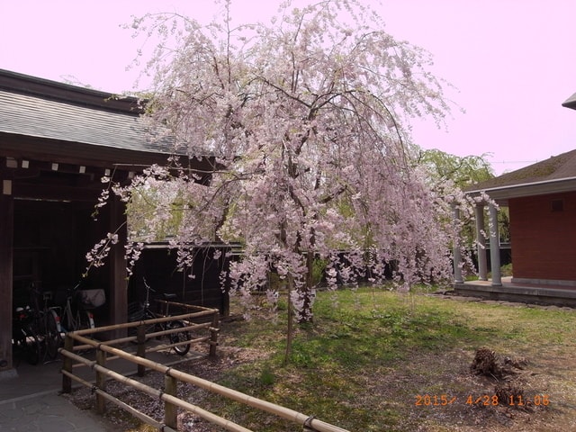 東北賞「落」櫻行第三天（2015.4.26-30）