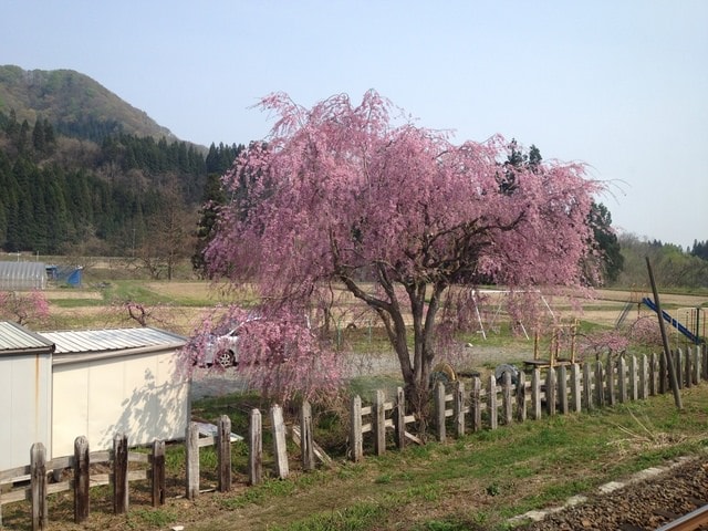 東北賞「落」櫻行第三天（2015.4.26-30）