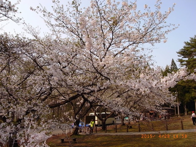 東北賞「落」櫻行第三天（2015.4.26-30）