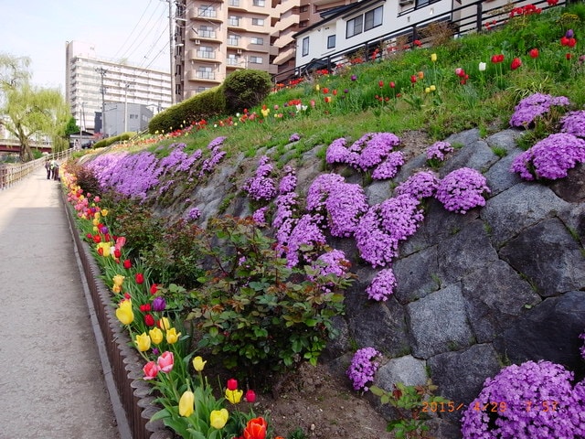 東北賞「落」櫻行第四天（2015.4.26-30）