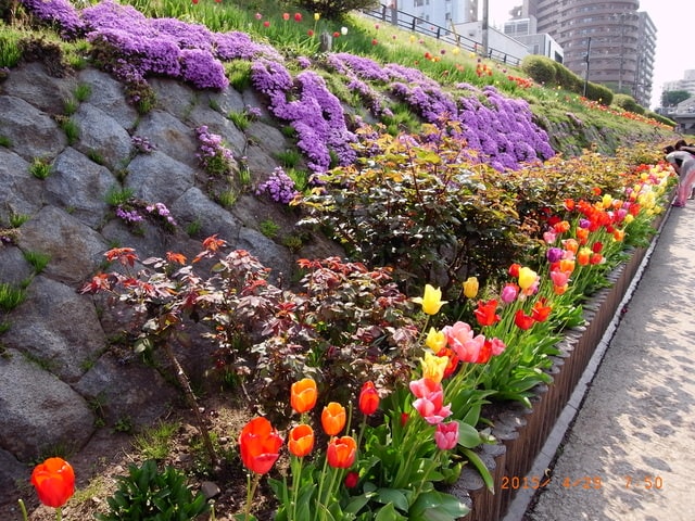 東北賞「落」櫻行第四天（2015.4.26-30）