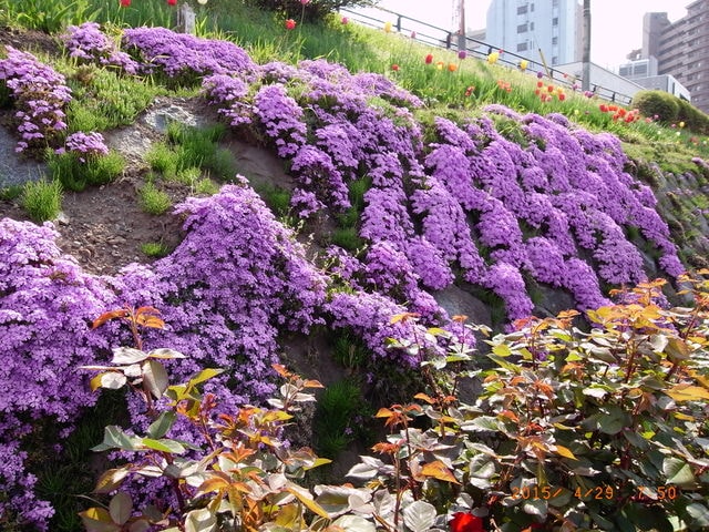東北賞「落」櫻行第四天（2015.4.26-30）