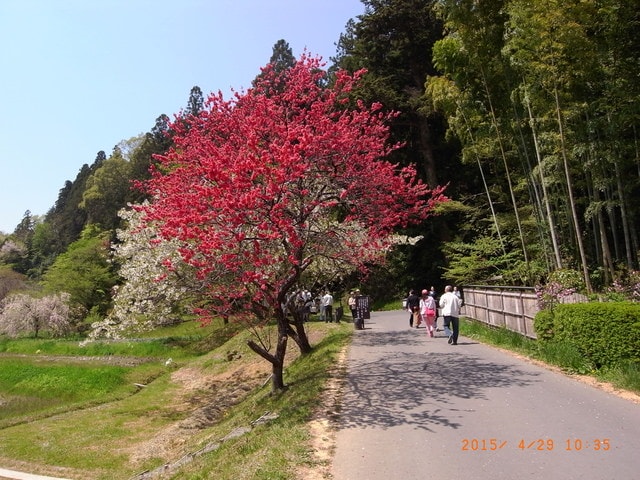 東北賞「落」櫻行第四天（2015.4.26-30）