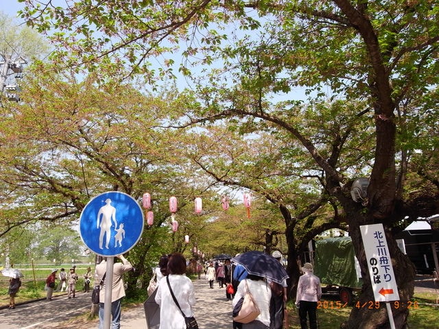 東北賞「落」櫻行第四天（2015.4.26-30）