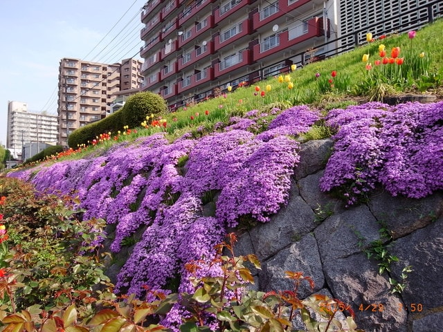 東北賞「落」櫻行第四天（2015.4.26-30）