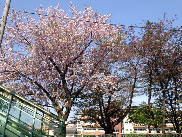 東北賞「落」櫻行第四天（2015.4.26-30）