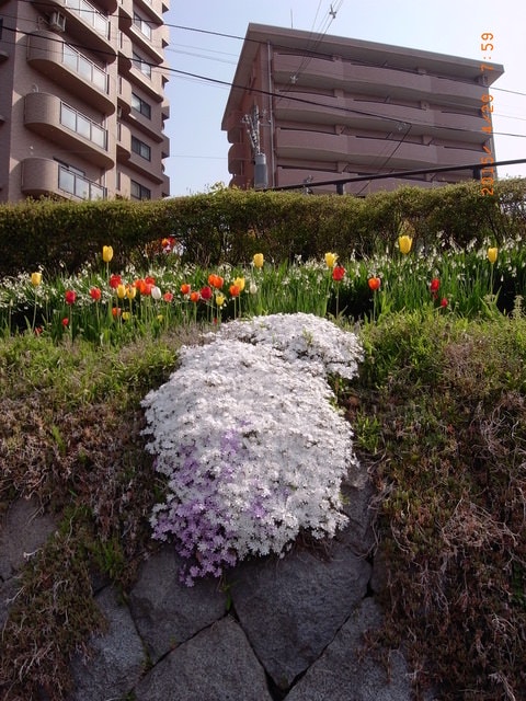 東北賞「落」櫻行第四天（2015.4.26-30）