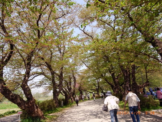 東北賞「落」櫻行第四天（2015.4.26-30）